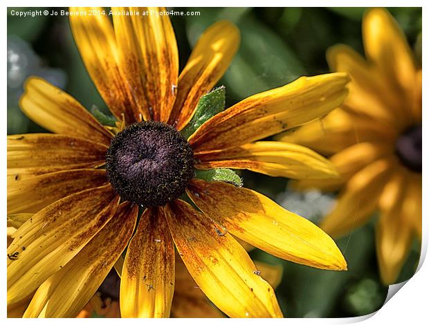 decaying rudbeckia  Print by Jo Beerens