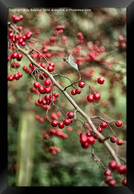 red berries Framed Print by Jo Beerens