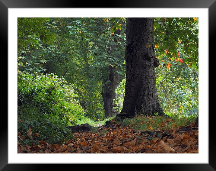 English Woodland Framed Mounted Print by Victor Burnside