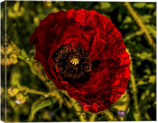  Norfolk Poppy Canvas Print by Simon Gray