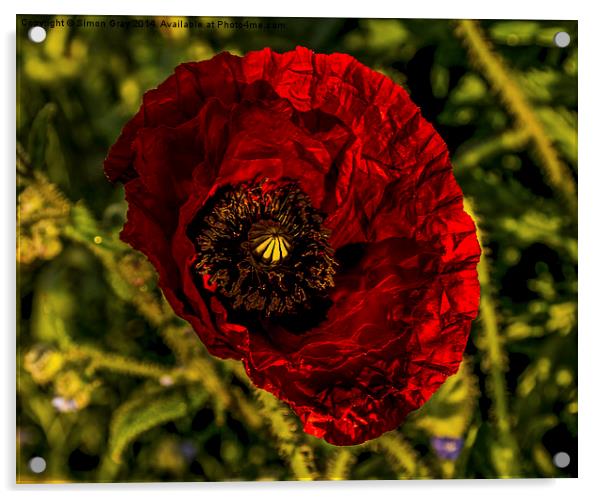  Norfolk Poppy Acrylic by Simon Gray