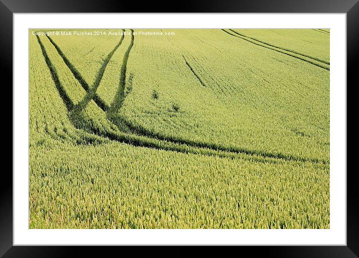 Green Field of Wheat Crop Texture Framed Mounted Print by Mark Purches