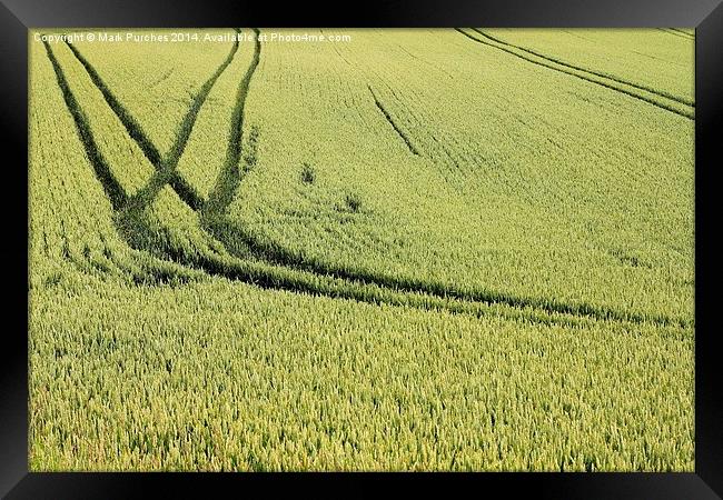 Green Field of Wheat Crop Texture Framed Print by Mark Purches