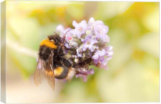 Bumble Bee on Lavender Canvas Print by Christine Smart