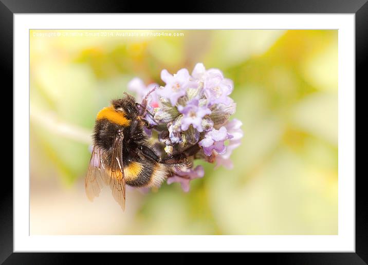  Bumble Bee on Lavender Framed Mounted Print by Christine Smart