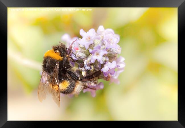  Bumble Bee on Lavender Framed Print by Christine Smart