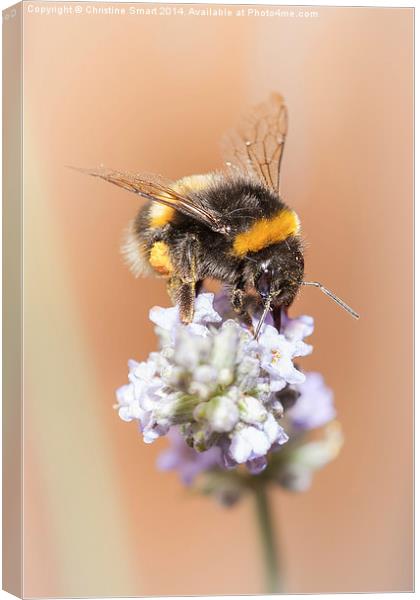  Bumble Bee on Lavender 2 Canvas Print by Christine Smart