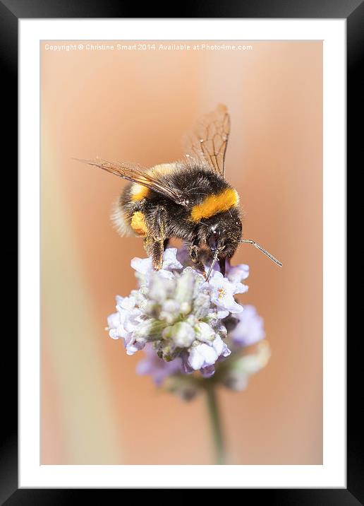  Bumble Bee on Lavender 2 Framed Mounted Print by Christine Smart
