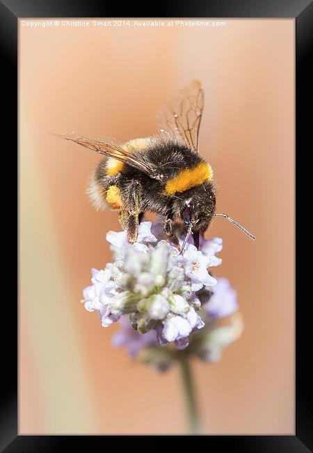  Bumble Bee on Lavender 2 Framed Print by Christine Smart