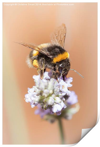  Bumble Bee on Lavender 2 Print by Christine Smart