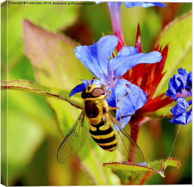  Wasp on a small ground cover flower Canvas Print by Frank Irwin
