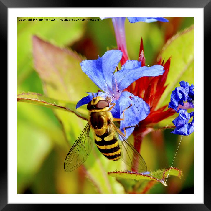  Wasp on a small ground cover flower Framed Mounted Print by Frank Irwin