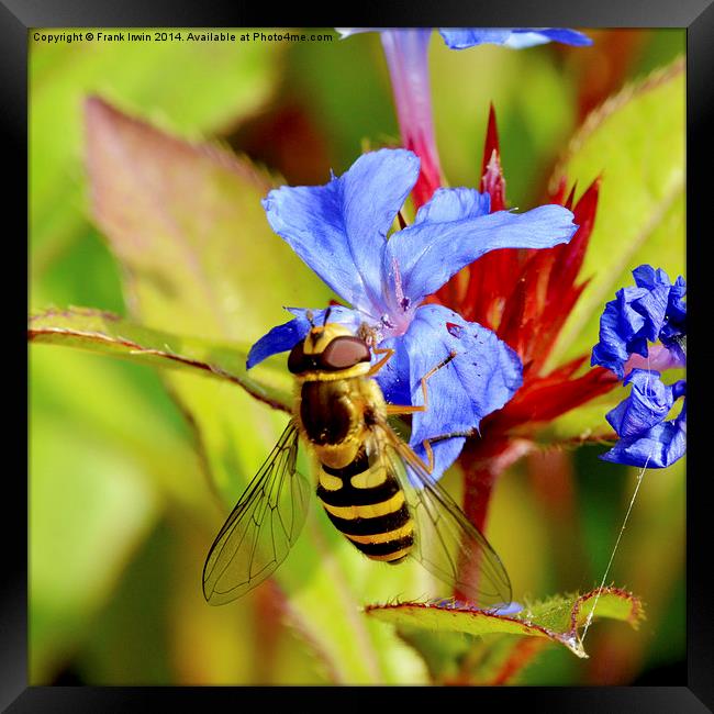  Wasp on a small ground cover flower Framed Print by Frank Irwin