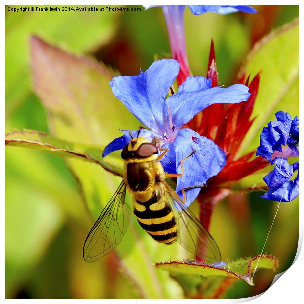  Wasp on a small ground cover flower Print by Frank Irwin