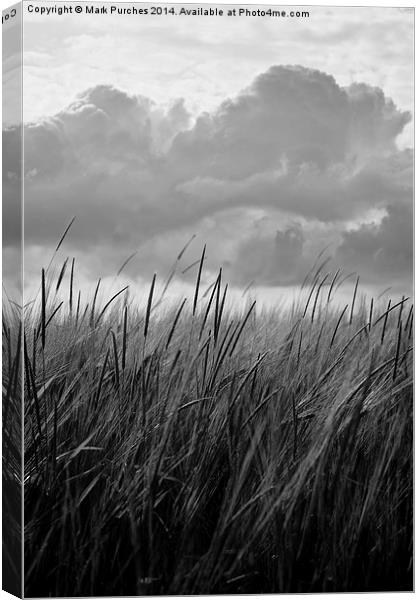Black White Barley Crop Growing Under Cloudy Sky D Canvas Print by Mark Purches