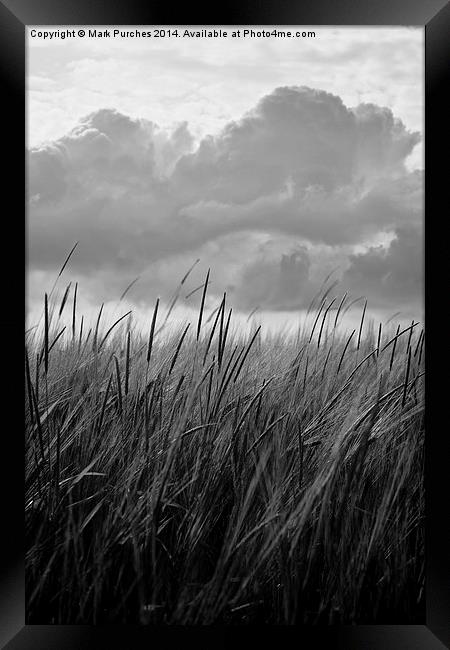 Black White Barley Crop Growing Under Cloudy Sky D Framed Print by Mark Purches
