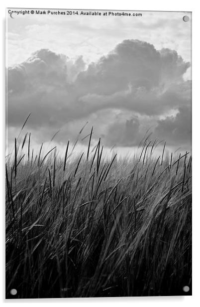 Black White Barley Crop Growing Under Cloudy Sky D Acrylic by Mark Purches