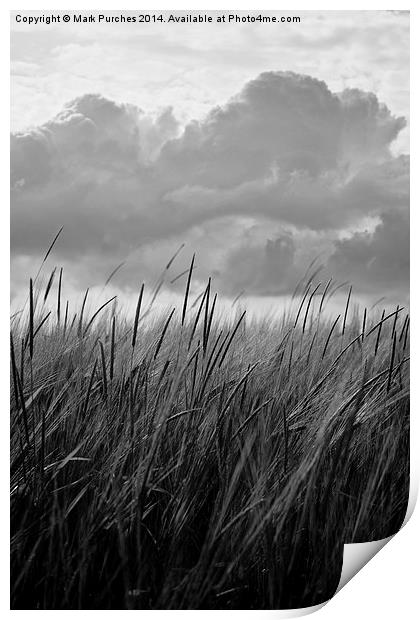 Black White Barley Crop Growing Under Cloudy Sky D Print by Mark Purches