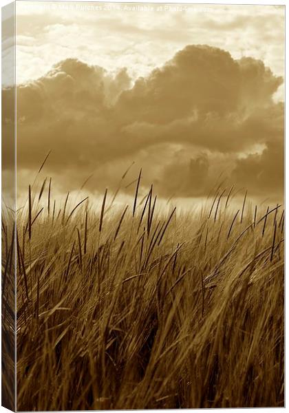 Sepia Barley Crop Growing Under Cloudy Sky Detail Canvas Print by Mark Purches