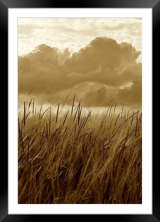 Sepia Barley Crop Growing Under Cloudy Sky Detail Framed Mounted Print by Mark Purches