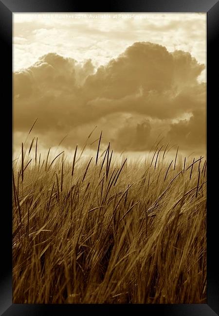 Sepia Barley Crop Growing Under Cloudy Sky Detail Framed Print by Mark Purches