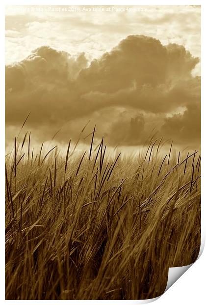 Sepia Barley Crop Growing Under Cloudy Sky Detail Print by Mark Purches