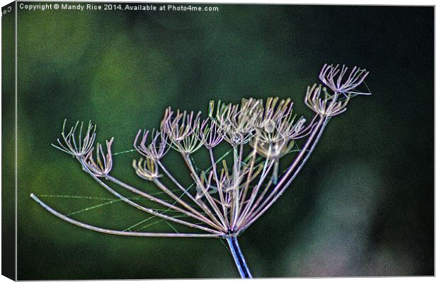  Cow Parsley Canvas Print by Mandy Rice