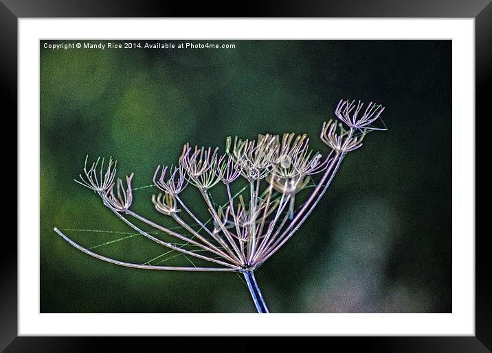  Cow Parsley Framed Mounted Print by Mandy Rice