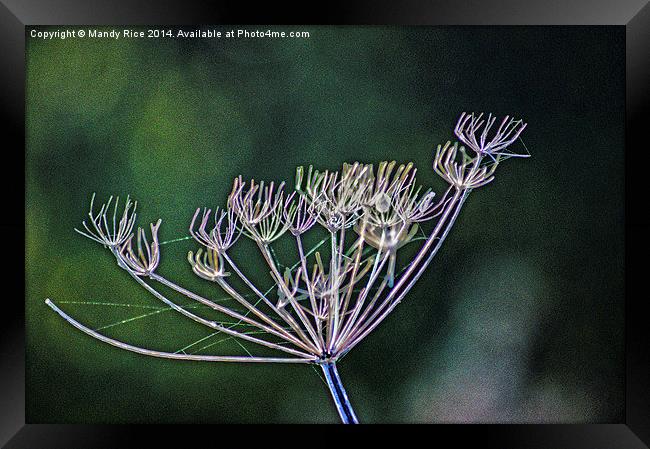  Cow Parsley Framed Print by Mandy Rice