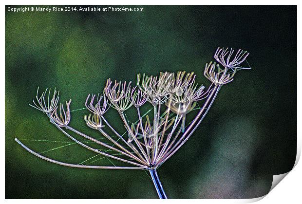 Cow Parsley Print by Mandy Rice
