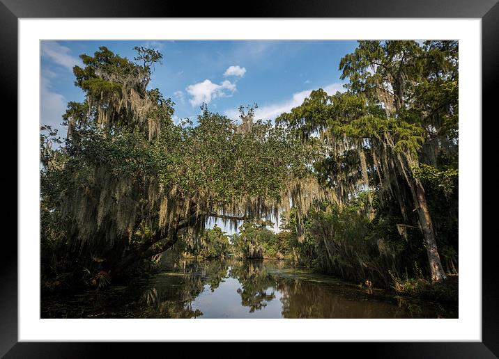  New Orleans Swamps Framed Mounted Print by Kieran Brimson