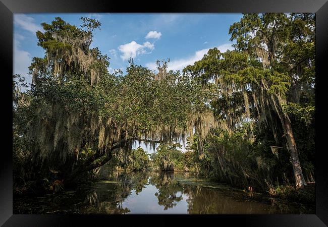  New Orleans Swamps Framed Print by Kieran Brimson