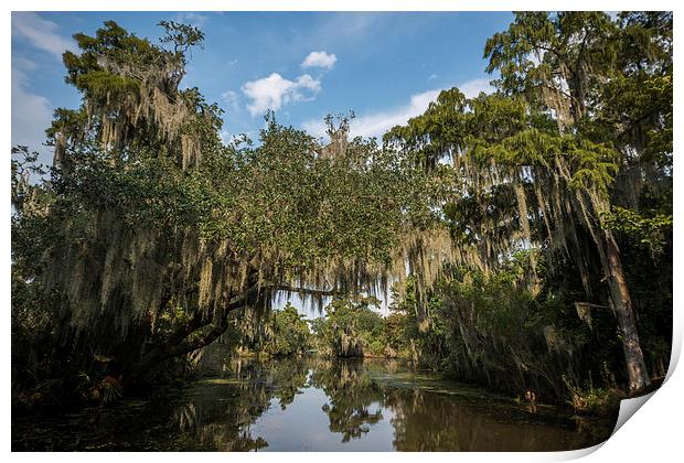  New Orleans Swamps Print by Kieran Brimson