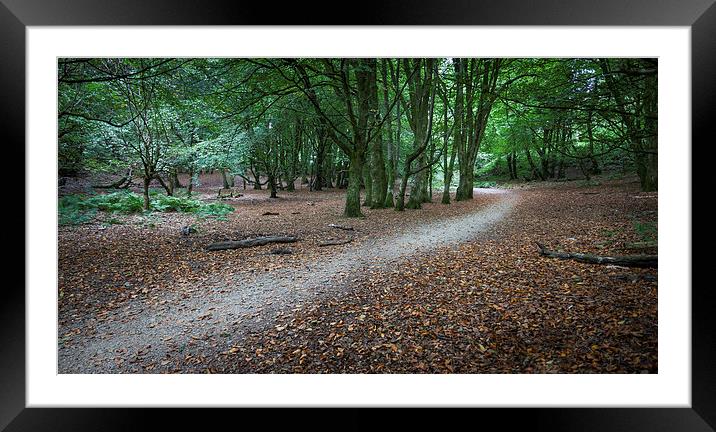  Dynevor castle woods Framed Mounted Print by Leighton Collins
