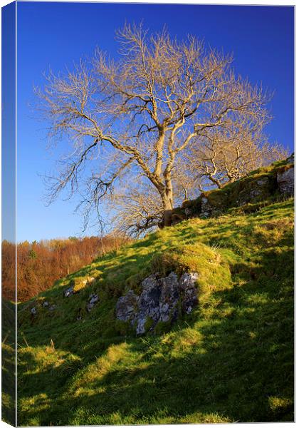 Lone Tree Above Cave Dale  Canvas Print by Darren Galpin