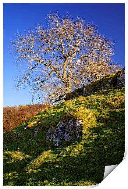 Lone Tree Above Cave Dale  Print by Darren Galpin
