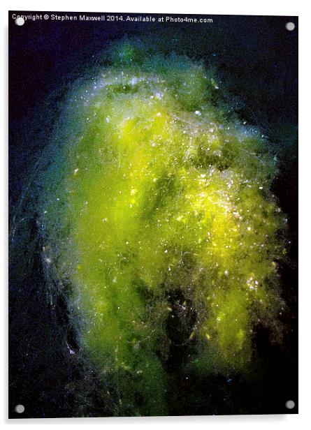 Pondweed Nebula Acrylic by Stephen Maxwell