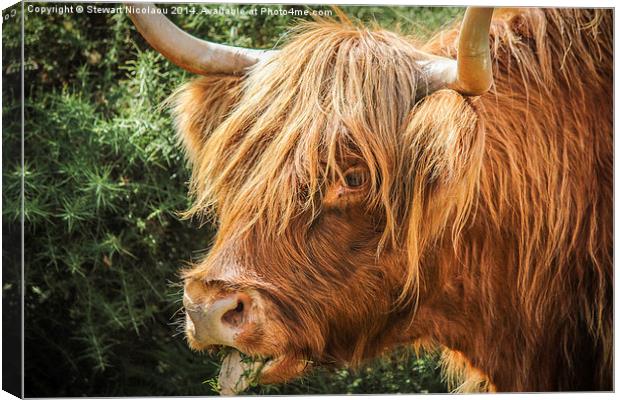  Highland Cow New Forest Canvas Print by Stewart Nicolaou