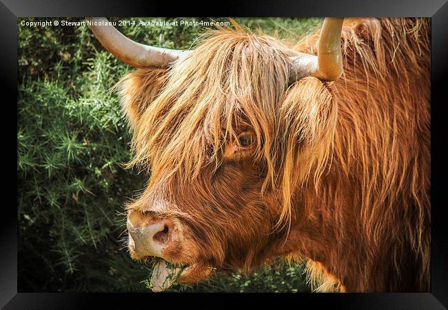  Highland Cow New Forest Framed Print by Stewart Nicolaou