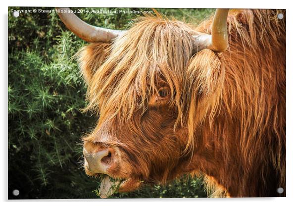  Highland Cow New Forest Acrylic by Stewart Nicolaou
