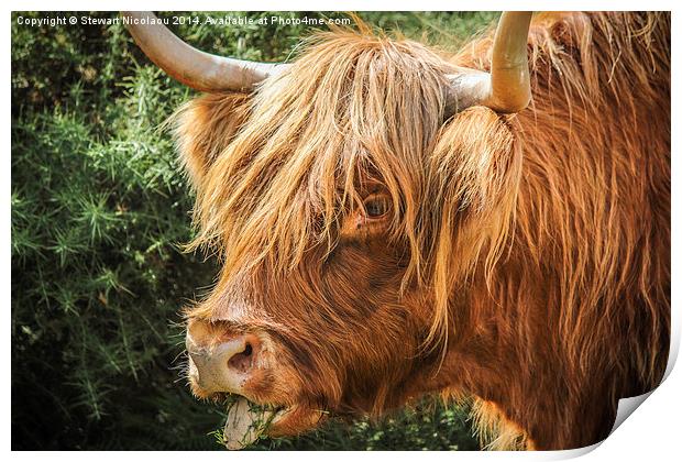  Highland Cow New Forest Print by Stewart Nicolaou