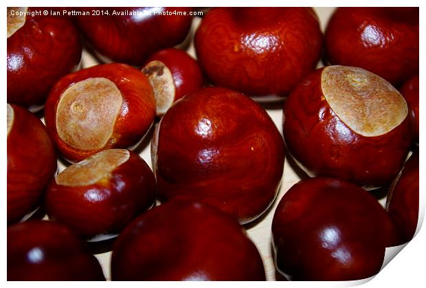  Conkers Print by Ian Pettman