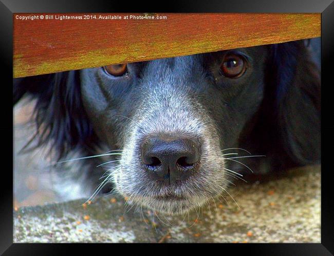  That Look ! Framed Print by Bill Lighterness