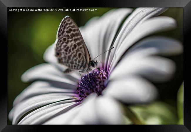 Butterfly Framed Print by Laura Witherden