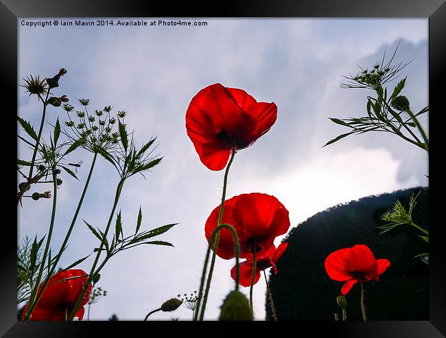  Red Poppies Framed Print by Iain Mavin