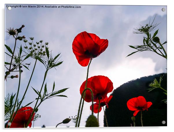  Red Poppies Acrylic by Iain Mavin