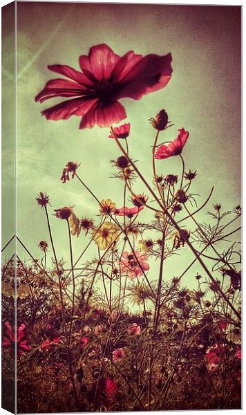 Flower Field II Canvas Print by Scott Anderson