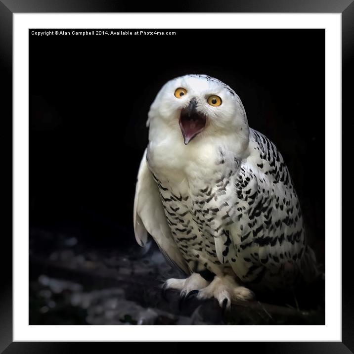 Snowy Owl Framed Mounted Print by Alan Campbell