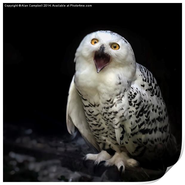 Snowy Owl Print by Alan Campbell
