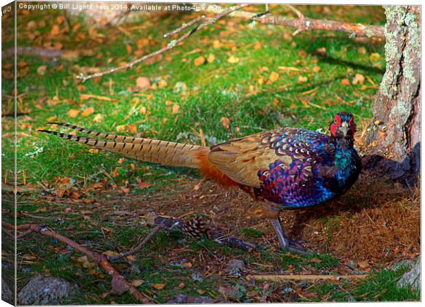  The Colourful Pheasant Canvas Print by Bill Lighterness
